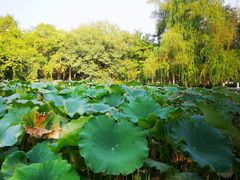 -莲湖公园