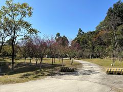 -火炉山森林公园