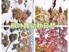 -五角枫生态旅游景区