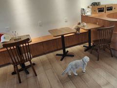 -有猫主题·治愈系猫咖(曾厝垵店)