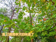 -铁山坪森林公园