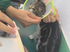 -利又安动物医院··老年病·猫科犬科·中兽医