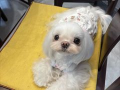 -乐琪宠物医院·犬猫专科·骨外科·急重症