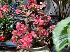 -朝来春花卉市场