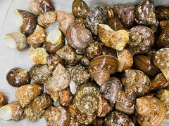 -青岛贝壳博物馆