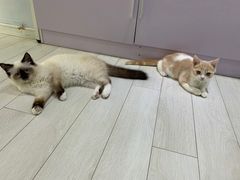 -喵的天空名猫咖啡馆·撸猫·猫舍·用品