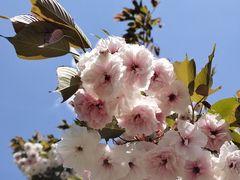 -长白岛森林公园