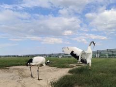 -盐城丹顶鹤湿地生态旅游区