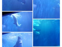 -多彩贵州城极地海洋世界