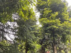 -龙头寺公园
