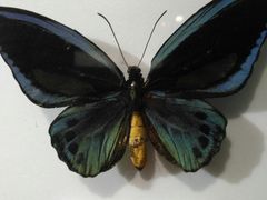 -上海昆虫博物馆