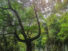 -阳台山森林公园