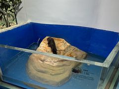 -上海大自然野生昆虫馆(东方明珠·爬宠昆虫探索中心)