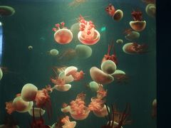 -北戴河圣蓝海洋公园