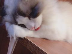 -Goku PET SHOP宠物视觉生活馆(双井店)