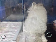 -FAELING PETS美天灵宠物(富力广场店)