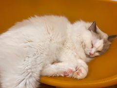 -有喵·猫咖·狗咖·30几只猫10只小狗(岗厦店)