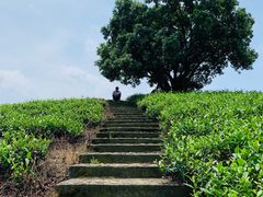 -帐篷客·溪龙茶谷度假酒店