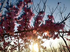 -天津东丽湖风景区