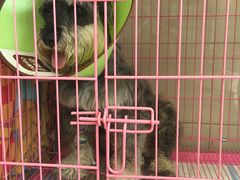-申普宠物医院·眼科·心内科·影像科(普陀分院)