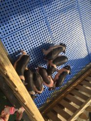 -萌宠亲子动物乐园(槐房万达店)