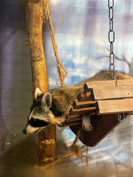 -酷嗒动物文化乐园(cutezoo西溪乐天城店)