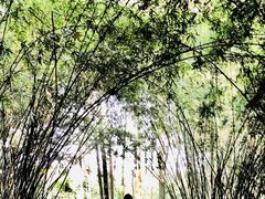 -成都大熊猫繁育研究基地