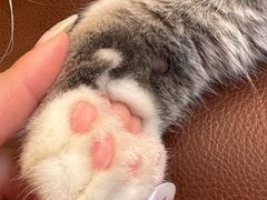 -MOCHA明星猫咖(田子坊店)