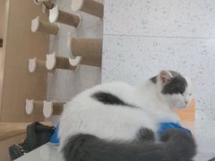 -喵园·猫主题咖啡厅·撸猫·猫咖(国贸店)