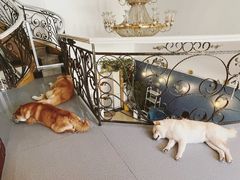 -喜柴咖啡·柴犬狗咖