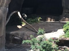 -圣地亚哥动物园