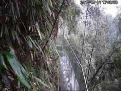 -九龙江国家森林公园