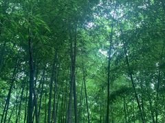 -杭州半山国家森林公园