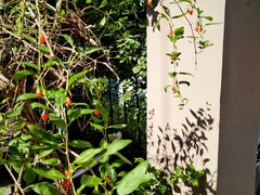 -T-COFFEE(长江花园店)