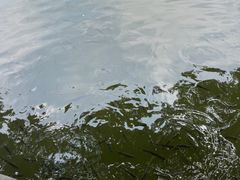 -西湖游船