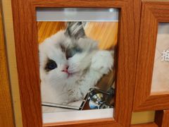 -猫十亿·布偶金渐层·曼基康矮脚猫舍(青年路店)