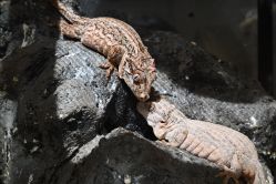 -Zoolung Zoolung动物主题公园(海信广场店)