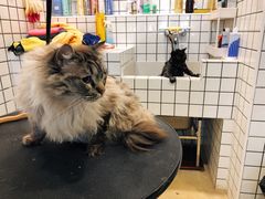 -熊小胖宠物生活馆(天华园店)