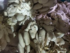 -鸿港海鲜批发市场