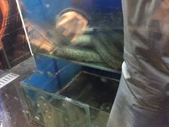-鱼酷活鱼烤鱼(张江长泰店)