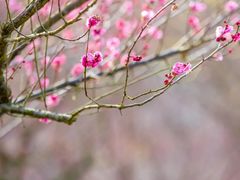 -花开海上生态园