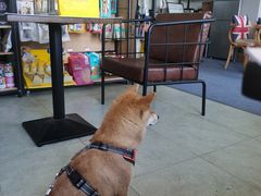-趣玩宠物乐园寄养训犬训狗游泳池