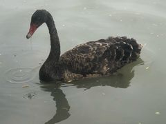 -东园小馆·早茶·淮扬小炒(宋夹城店)