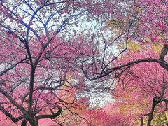 -杭州植物园
