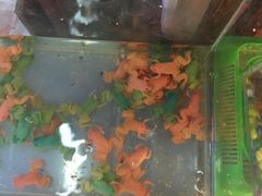 -双季花艺园艺市场(浦东店)