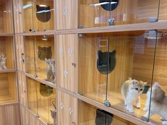 -猫十亿·布偶金渐层·曼基康矮脚猫舍(青年路店)
