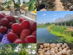 -马陆小张葡萄园农家乐