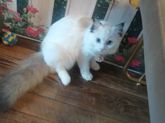 -喵屿·大理花园猫咖