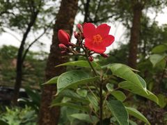 -森波拉火山温泉