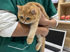 -瑞派宠物医院·犬猫全科·猫友好(宾水西道店)